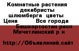 Комнатные растения, декабристы (шлюмберга) цветы › Цена ­ 300 - Все города  »    . Башкортостан респ.,Мечетлинский р-н